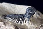Acanthopyge (Lobopyge) bassei CHATTERTON & GIBB 2010 - Bild © FossNet FossilienStore
